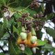 KECA project on cashew and Coastal Forest Conservation